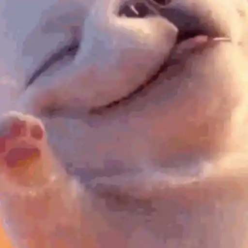 Perro Pibble 🐾✨