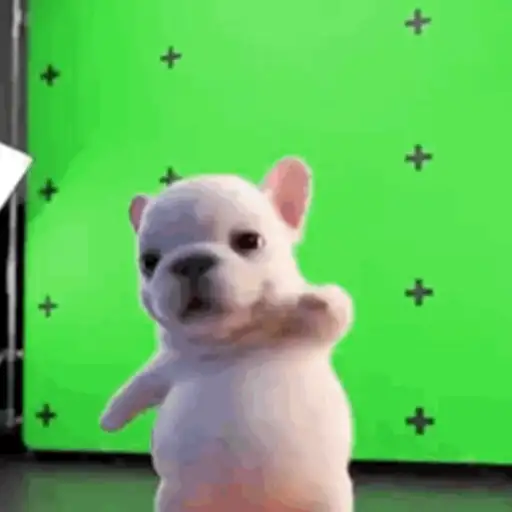 Perro Pibble 🐾✨