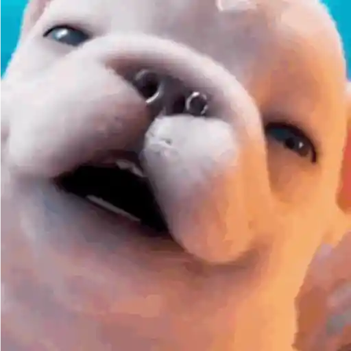 Perro Pibble 🐾✨