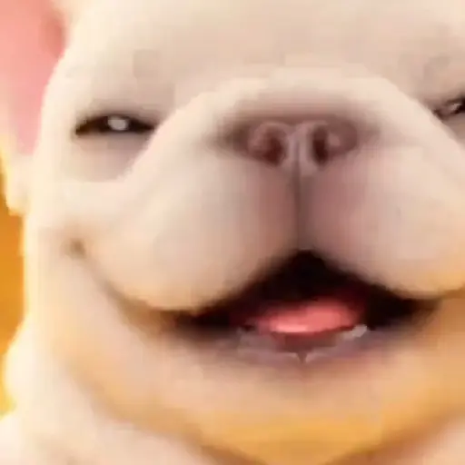 Pibble 🐶 Perro Pibble TikTok🪩