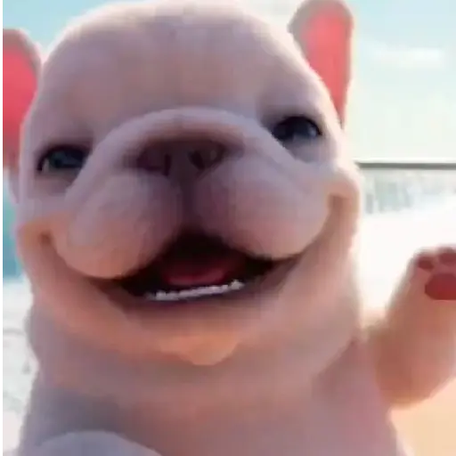 Pibble 🐶 Perro Pibble TikTok🪩