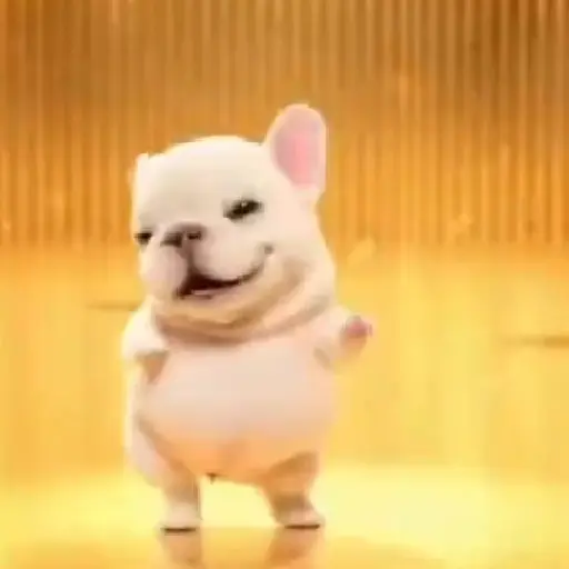 Pibble 🐶 Perro Pibble TikTok🪩