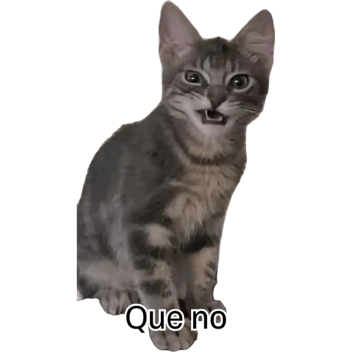 pelis