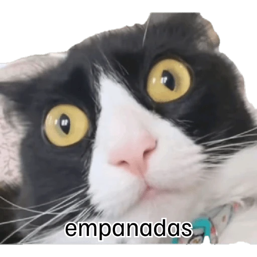 pelis