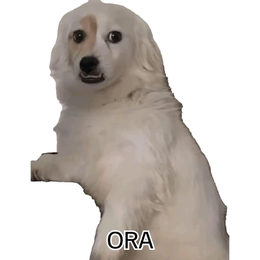pelis