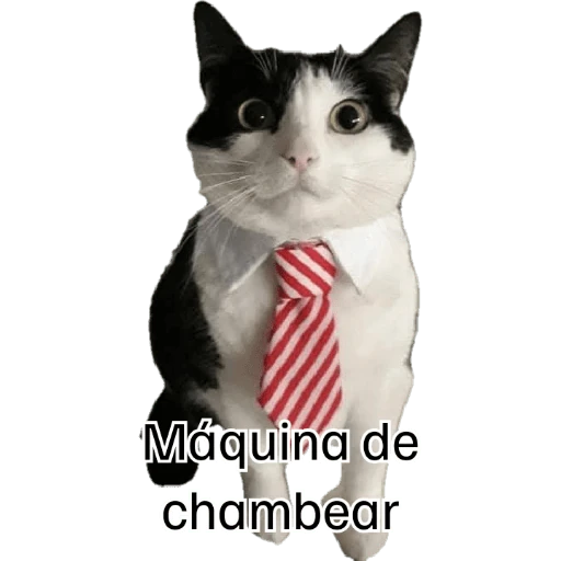 pelis