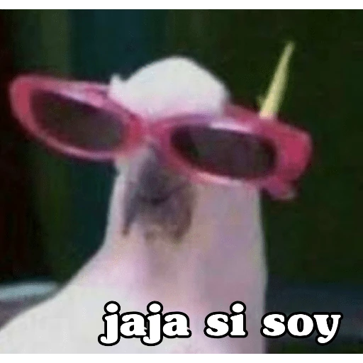 Memes ✌🏻
