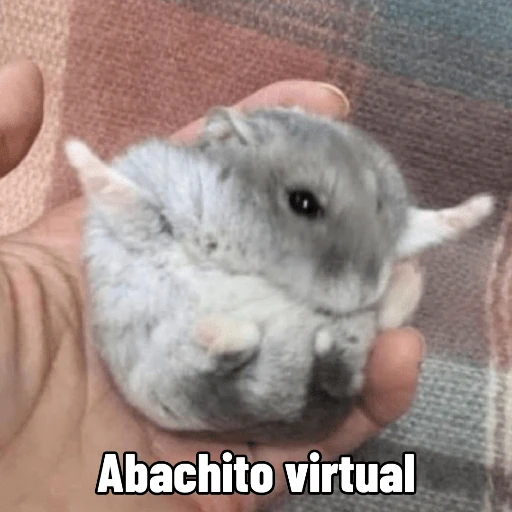 Memes ✌🏻