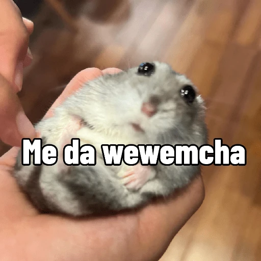 Memes ✌🏻