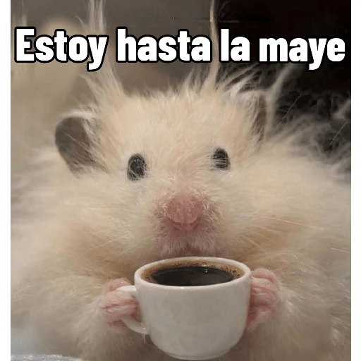 Memes ✌🏻