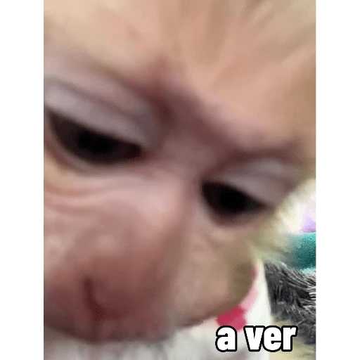 Memes ✌🏻