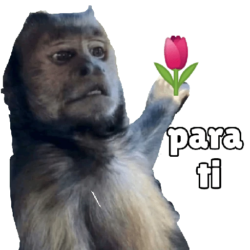 Amor y cariño