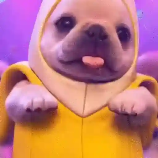 perro pibble dog tiktok