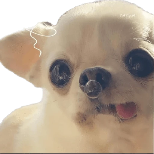 Graciosos