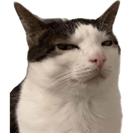 Cats and dogs