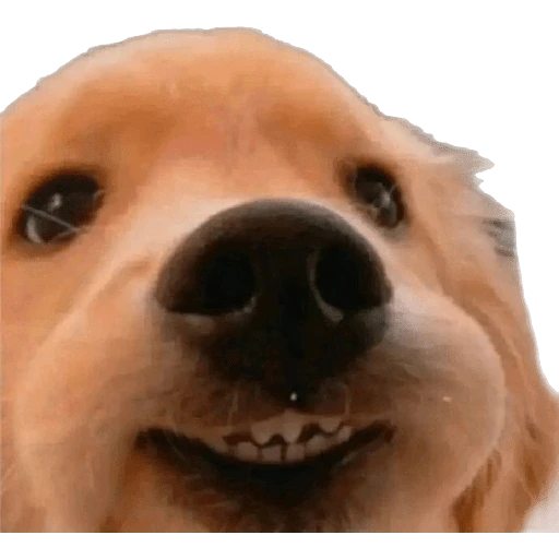 Cats and dogs