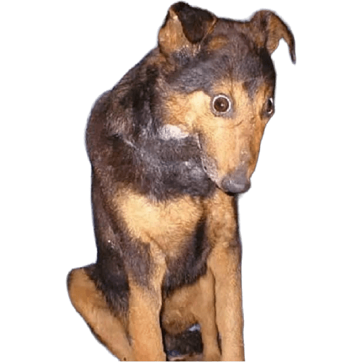 Cats and dogs preview