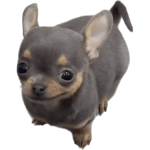 Cats and dogs