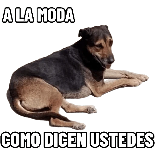 Cats and dogs