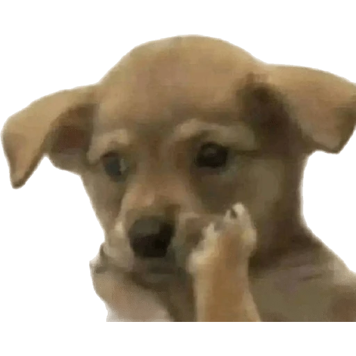 Cats and dogs