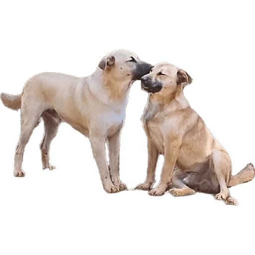 Cats and dogs