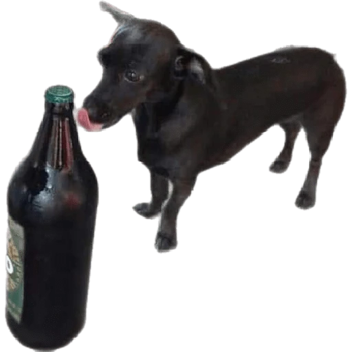 Cats and dogs