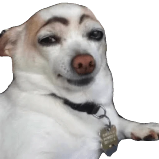 Cats and dogs