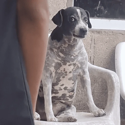 Cats and dogs