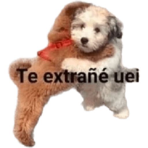 Cats and dogs