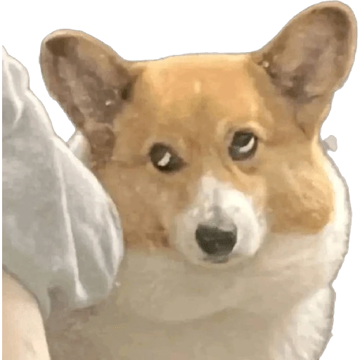 Cats and dogs