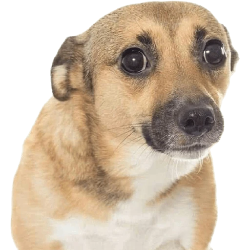 Cats and dogs