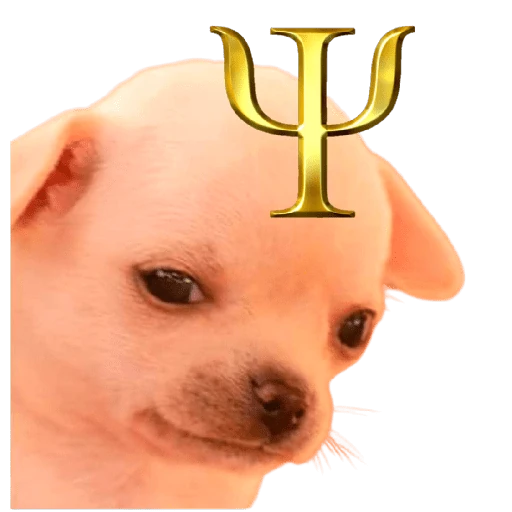 Cats and dogs