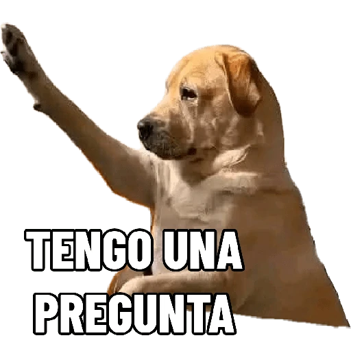 Cats and dogs