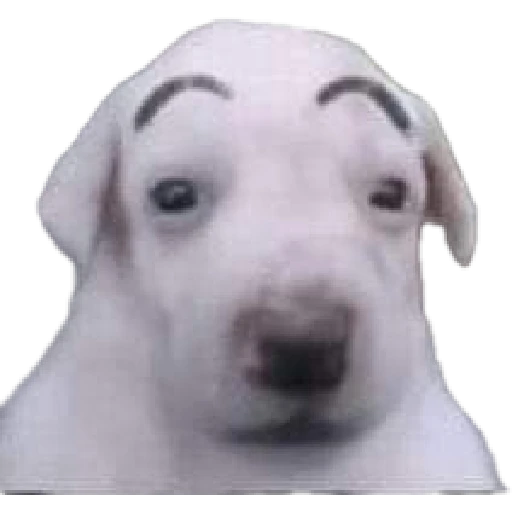 Cats and dogs