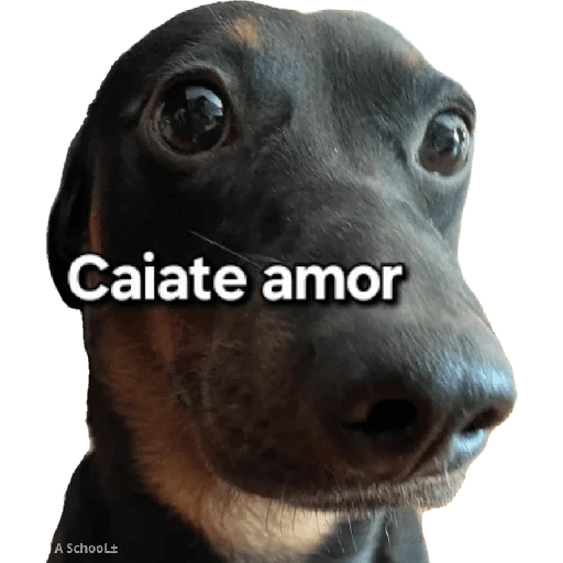 Cats and dogs
