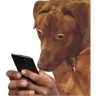 Cats and dogs