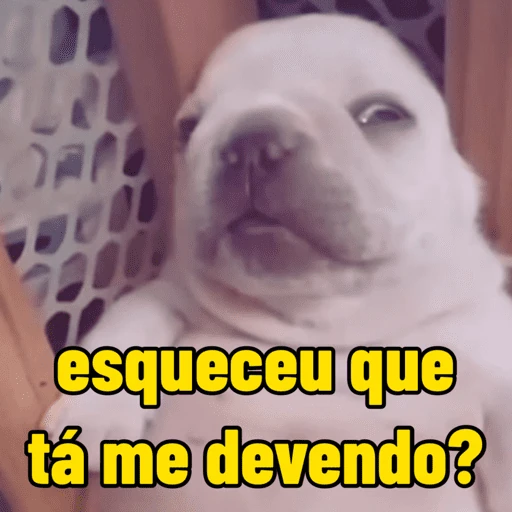 pibble meme