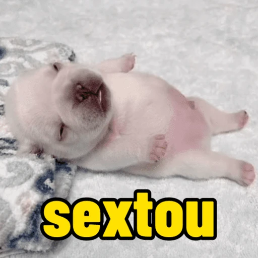 pibble meme