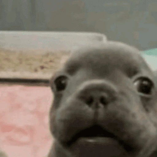 pibble meme