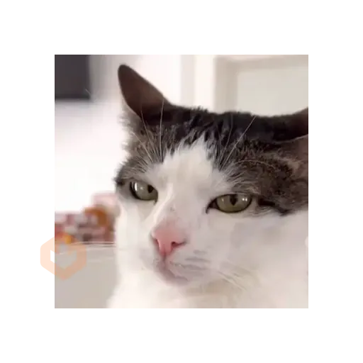 ⚡ 𝕮𝖍𝖗𝖎𝖘𝖙𝖎𝖆𝖓 ⚡ Video Steal Pack 1 sticker 27
