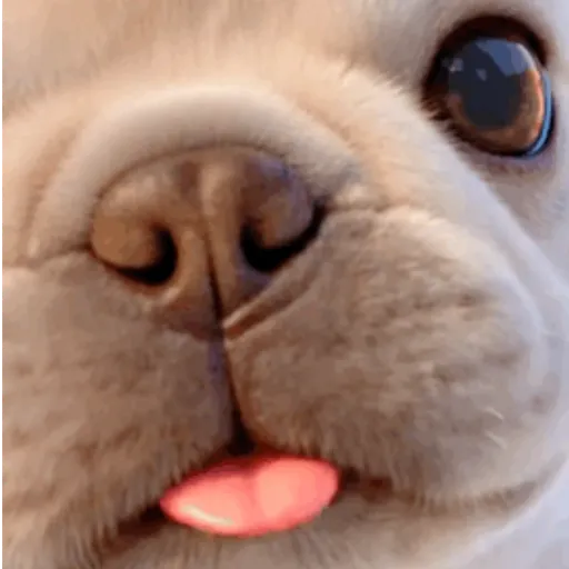 Pibble,perro viral TikTok✨🐾