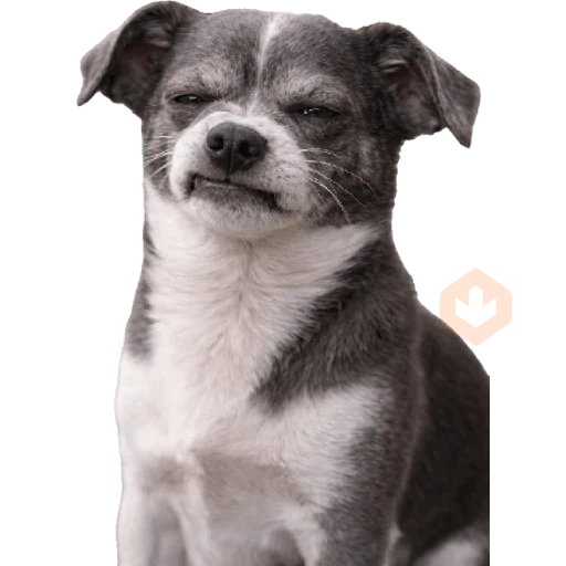 Snoopy sticker 14