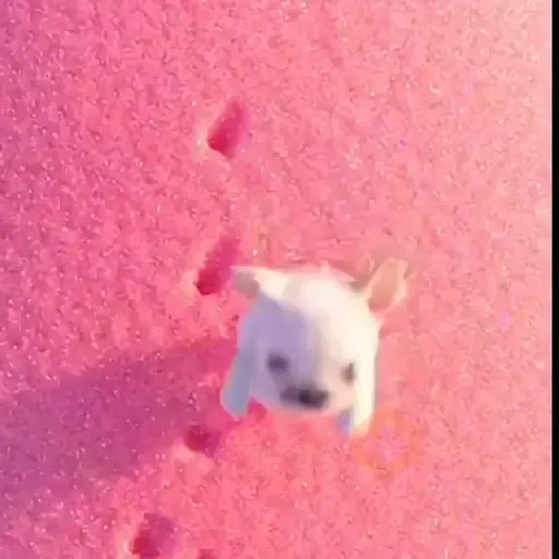🧿 Pibble the dog🐕🐶
