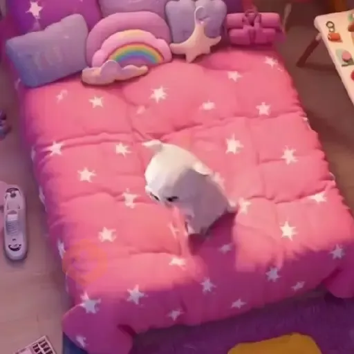 🧿 Pibble the dog🐕🐶