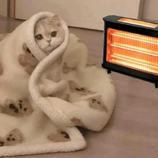 ❄️🐾 Gatos| Cats con Frio 🌨️😽