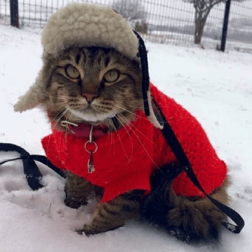 ❄️🐾 Gatos| Cats con Frio 🌨️😽 preview