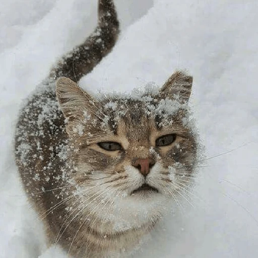 ❄️🐾 Gatos| Cats con Frio 🌨️😽