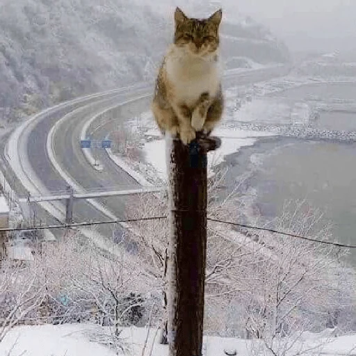 ❄️🐾 Gatos| Cats con Frio 🌨️😽
