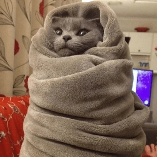 ❄️🐾 Gatos| Cats con Frio 🌨️😽