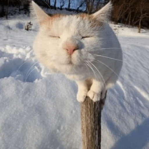 ❄️🐾 Gatos| Cats con Frio 🌨️😽